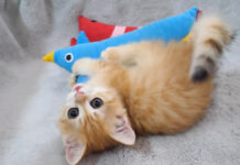 ヌイグルミで遊ぶ子猫