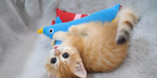 ヌイグルミで遊ぶ子猫