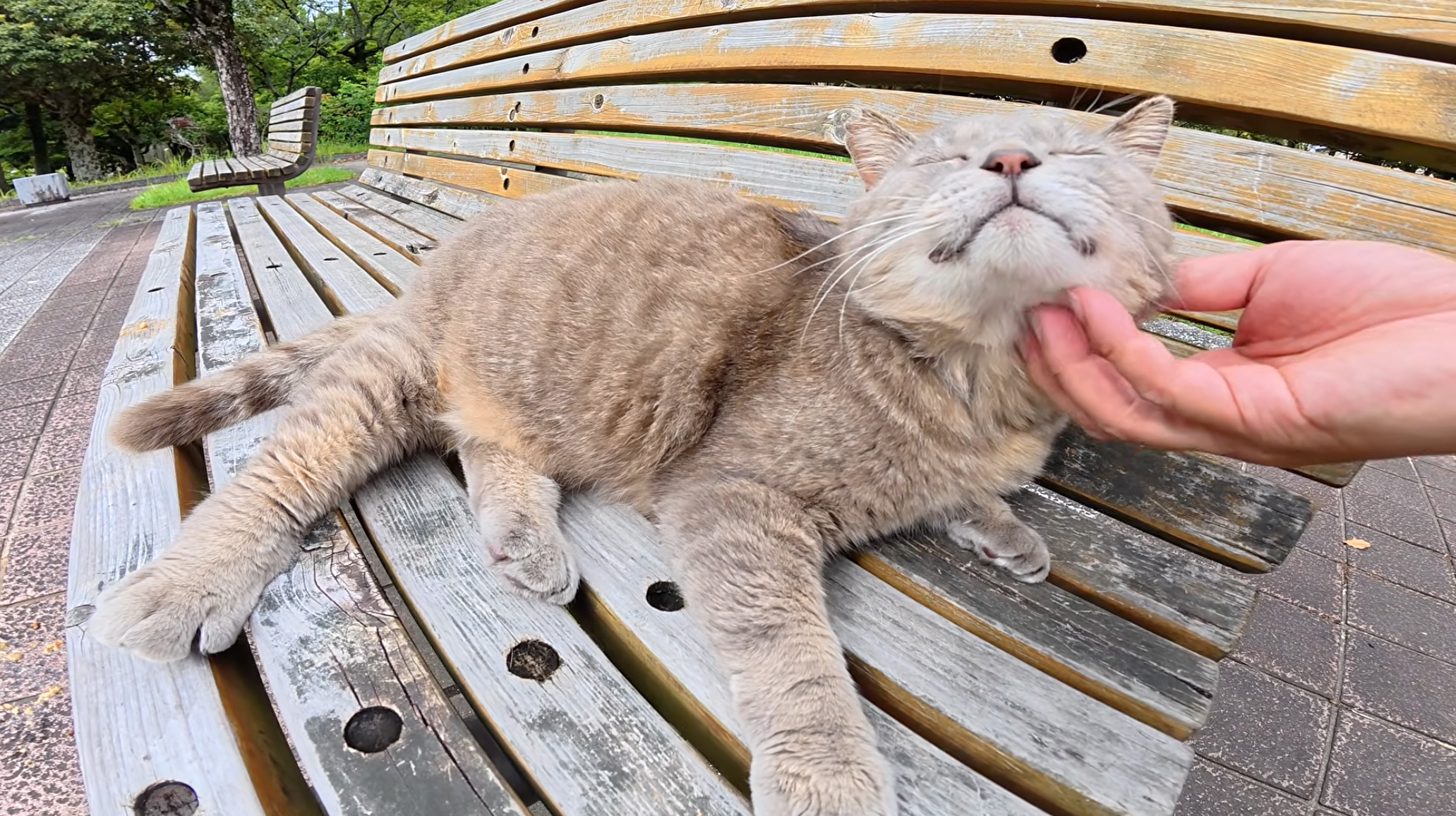 ナデナデされる猫