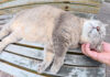 いびきをかいて眠る猫