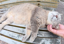 いびきをかいて眠る猫