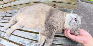 いびきをかいて眠る猫