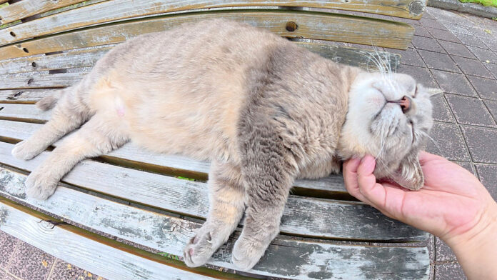 いびきをかいて眠る猫