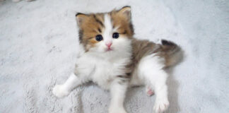 見上げる子猫