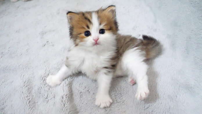 見上げる子猫