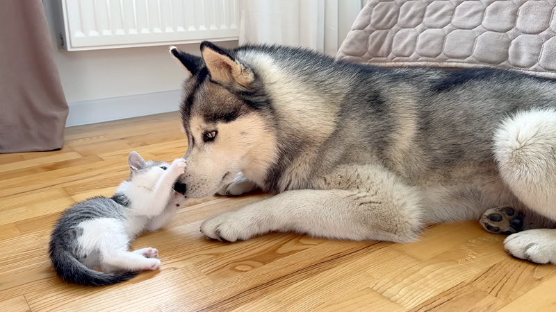 犬に攻撃する子猫