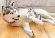 巨大なハスキー犬に襲いかかる子猫