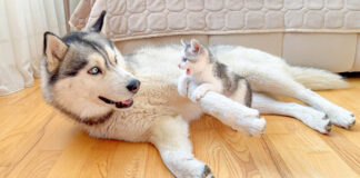 巨大なハスキー犬に襲いかかる子猫