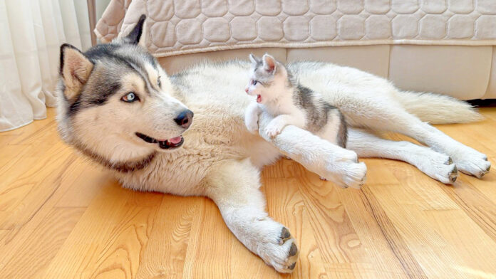巨大なハスキー犬に襲いかかる子猫
