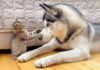 恐れ知らずの子猫