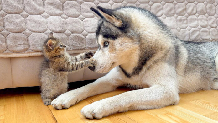 osoresirazuidomu_neko_title 恐れ知らずの子猫