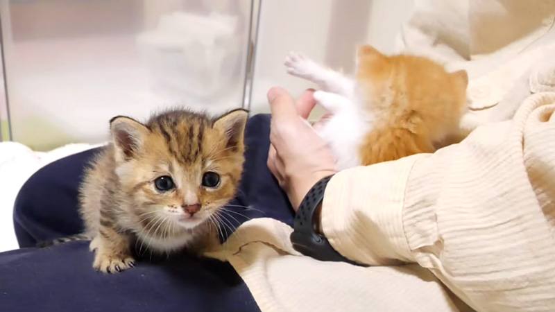 膝の上の子猫達