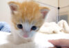 ポンポコお腹の子猫