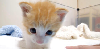 ポンポコお腹の子猫