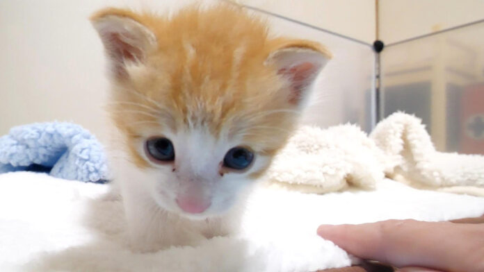 ポンポコお腹の子猫