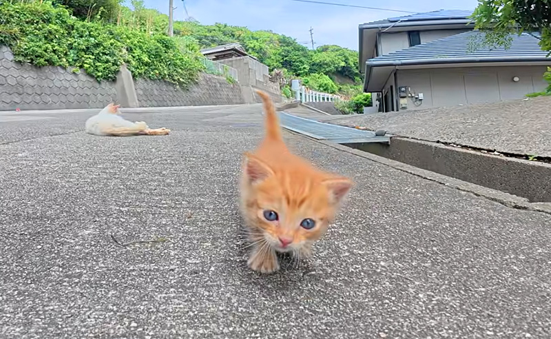 ついてくる子猫