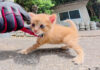 ナデナデされる子猫