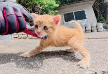 ナデナデされる子猫