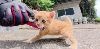 ナデナデされる子猫
