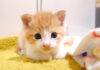 ミルクが待ちきれない子猫