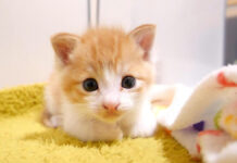 ミルクが待ちきれない子猫