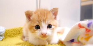 ミルクが待ちきれない子猫