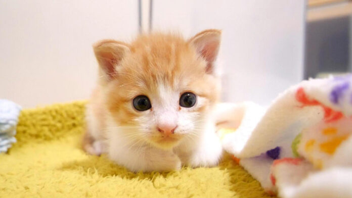 ミルクが待ちきれない子猫
