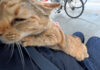 膝に乗って甘える猫