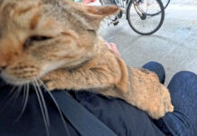 膝に乗って甘える猫