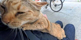 膝に乗って甘える猫