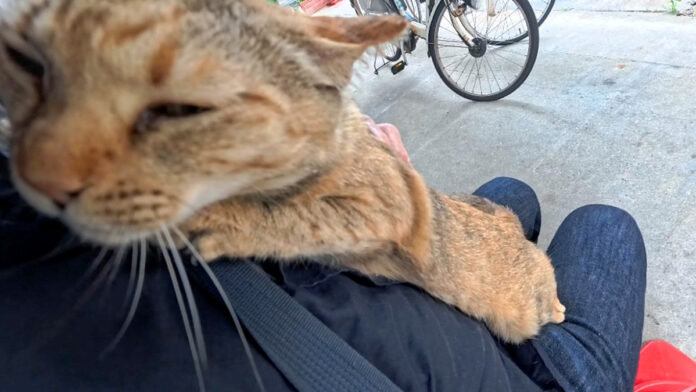 膝に乗って甘える猫