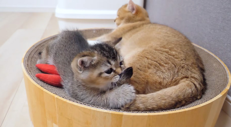 しつこく絡む子猫