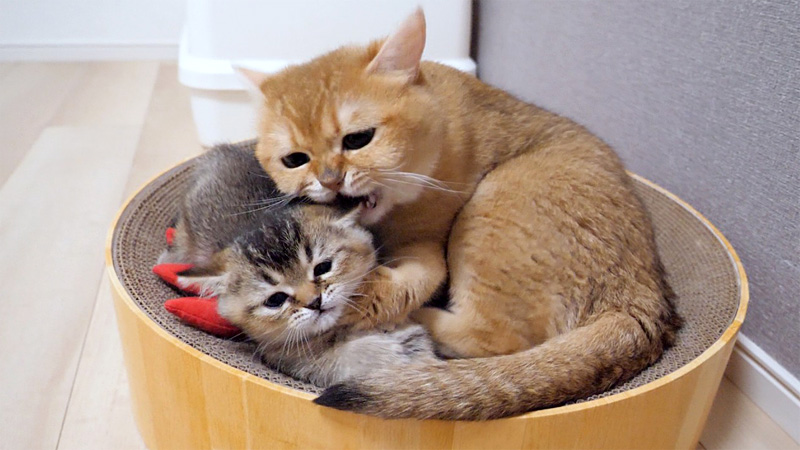 同居猫に指導を受ける子猫