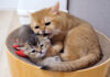 優しい猫にしつこく絡み続けた結果… 子猫の身に大変なことが (^_^;) 同居猫から指導を受ける子猫