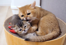優しい猫にしつこく絡み続けた結果… 子猫の身に大変なことが (^_^;) 同居猫から指導を受ける子猫