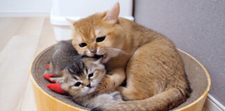 同居猫から指導を受ける子猫