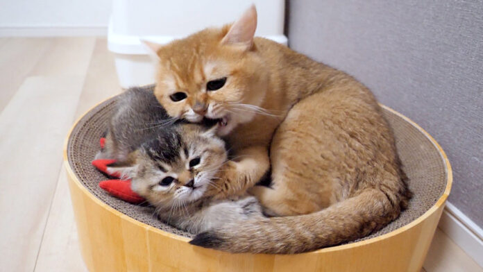 同居猫から指導を受ける子猫
