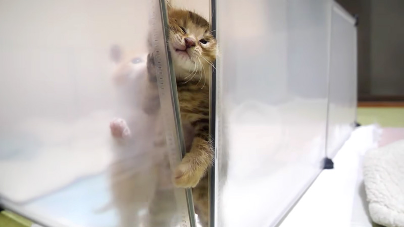 隙間から脱走を試みる子猫達