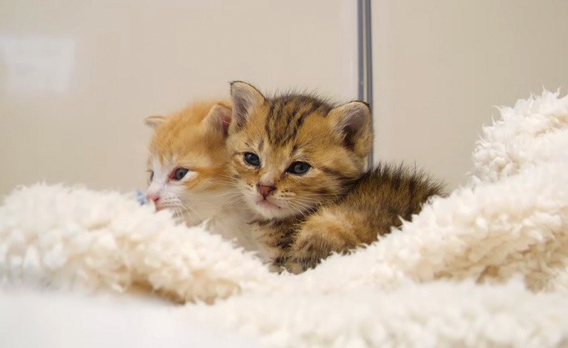 寄り添ってウトウトする子猫達
