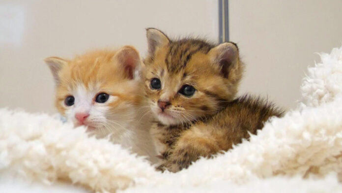 寄り添ってウトウトする子猫達