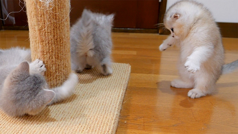 戦いを挑むも完全に無視されちゃった子猫