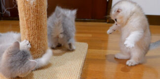 戦いを挑むも完全に無視されちゃった子猫