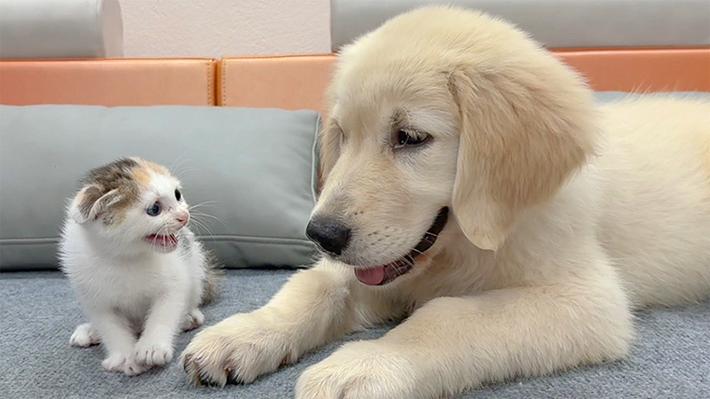 犬を警戒する子猫
