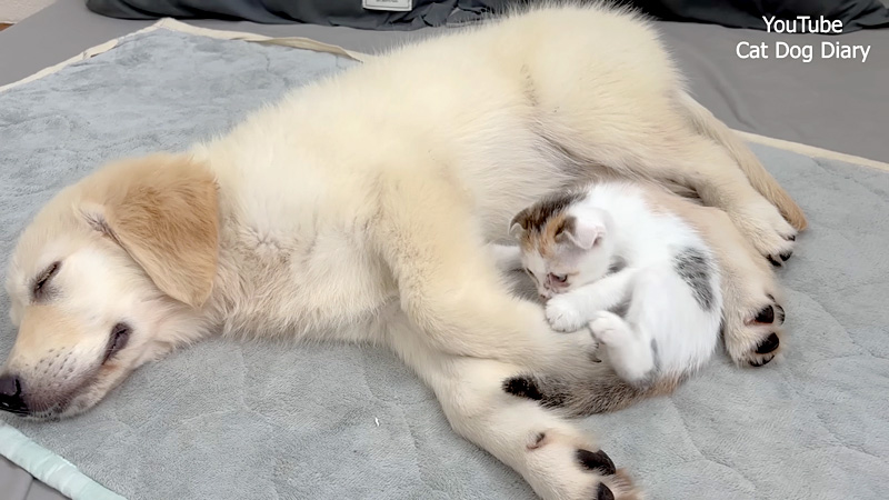 犬と仲良くなった子猫