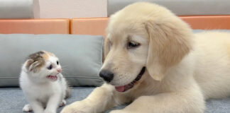 犬を警戒する子猫