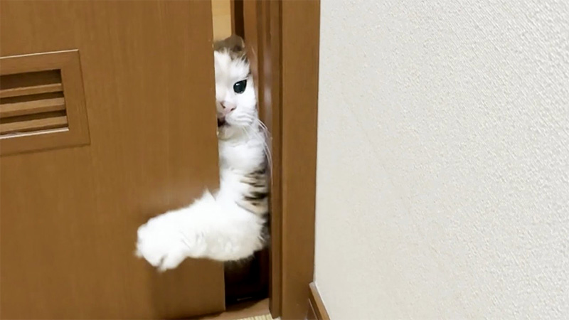 ドアを開けようとする猫