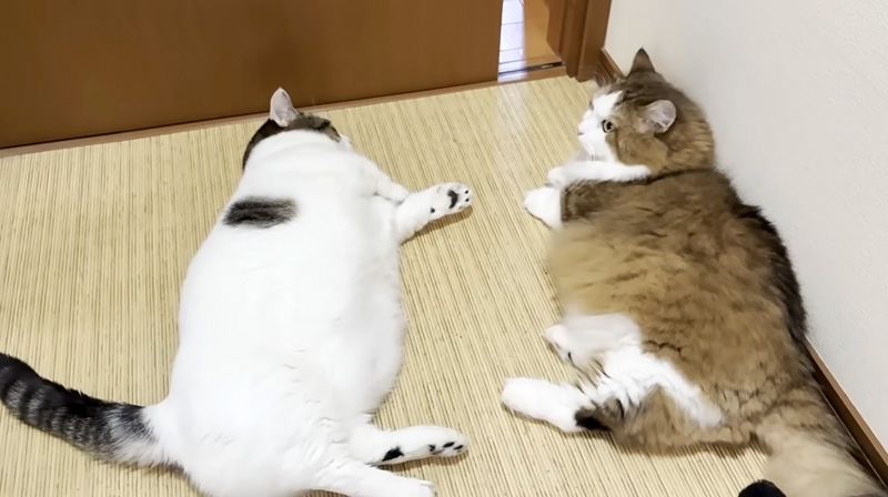 まったりする猫の親子