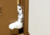 ドアを開けようとする猫