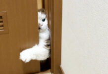 ドアを開けようとする猫