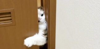 ドアを開けようとする猫